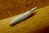 Crambus sp.